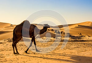 Camel in liwa desert Abu Dhabi