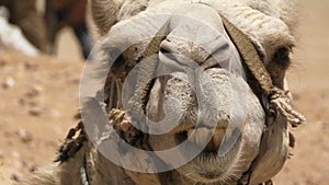 Camel looking funny chewing eating with big theeth