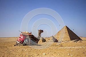 Camel looking at the panorama of the pyramids