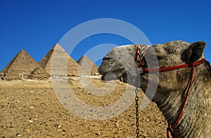 Camel looking at the Pyramids of Giza, located in Giza Plateau close to Cairo city (Egypt)