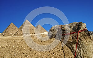 Camel looking at the Pyramids of Giza, located in Giza Plateau close to Cairo city (Egypt)