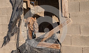 Camel looking from a window of a house under construction