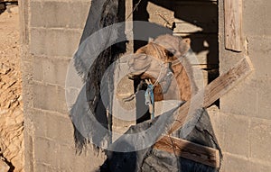 Camel looking from a window of a house under construction