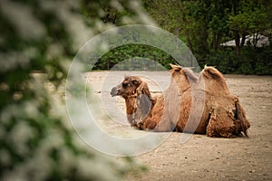 camel is lyaing in zoo.