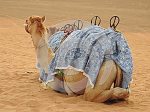 camel lying in desert sand for tourists