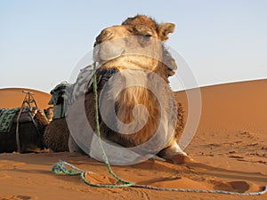 Camel lying down