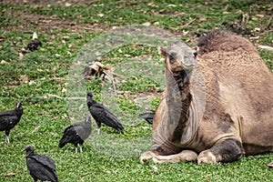 Camel lying down trying to sleep and the vultures wanting to eat him