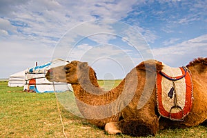 Camel lying in front of yurt