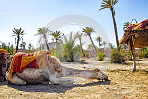 The camel is lying in a Palmeraie near Marrakesh, Morocco. The sahara desert is situated in Africa. Dromedars are staying in sand