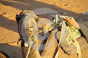 Camel lying on the sand and chewing