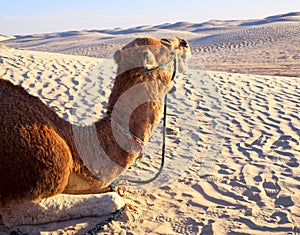 Camel lying on the sand in the desert