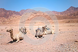 Camel is lying on the sand raised its head and yells there are other camels around it