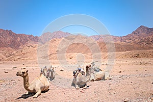 camel is lying on the sand raised its head and yells there are other camels around it