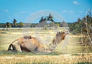 A camel lying