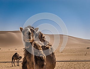Camel in sahara.