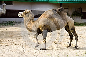 Camel mammal artiodactyl desert steppe ruminant