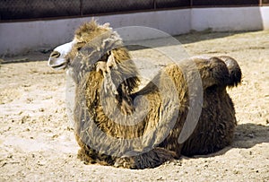 Camel a mammal of the desert steppe is a symbol of hump desert ship wool the nostrils of ruminant