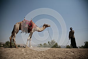 Camel and a man
