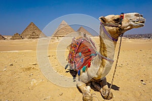 A camel with many colorful accessories that decorate her, sitting in the sand