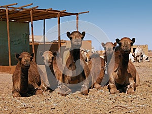 Camel market