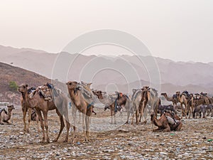 Camel market in the Afar region in northern Ethiopia