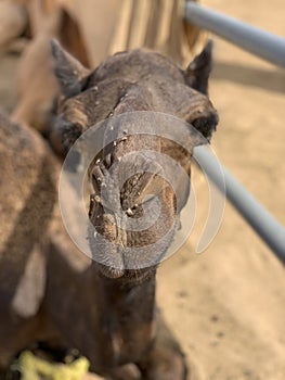 Camel market scene in Qatar