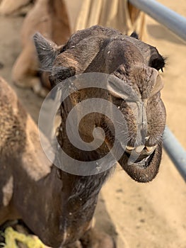 Camel market scene in Qatar