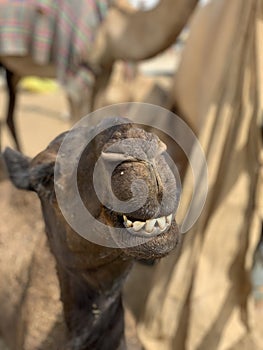 Camel market scene in Qatar