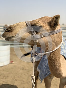 Camel market scene in Qatar