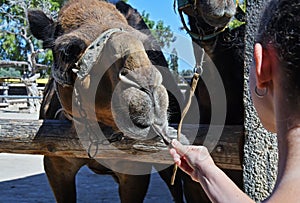 Camel in Mazoto Camel Park, Cyprus