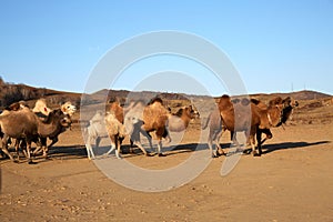 Camel in meadow, Inner Mongolia, China