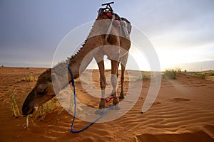 Camel in Merzouga desert, Morocco