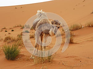 Camel at Merzouga, Morocco