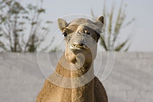 Camel with misaligned jar in the Desert