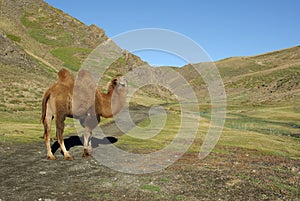 Camel in Mongolia