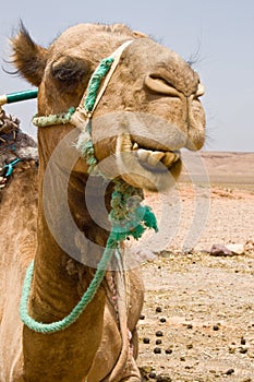 A camel in Morocco photo