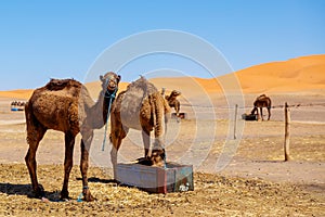 camel in Morocco