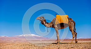 Camel in Morocco with Atlas mountain