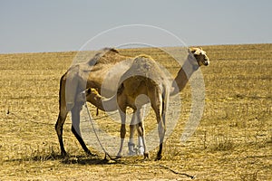 Camel mother breastfeeding