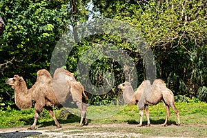 Camel mother and calve wildlife photography
