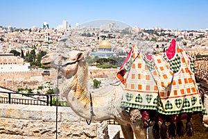 Camel on Mount of Olives , Jerusalem, Israel photo