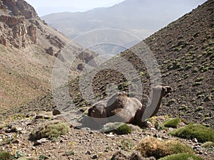 Camel in the mountains of the Atlas in Maroc .