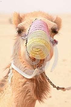 A camel with a mouth cover in a bedouin settlement in the Dubai desert - UAE