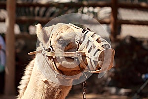 Camel with muzzle photo