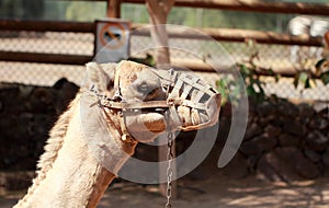 Camel with muzzle photo