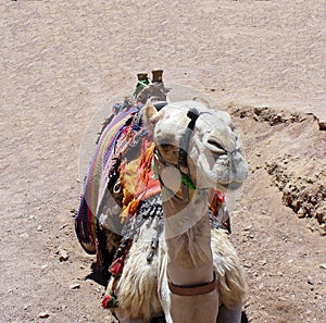 Camel - muzzle close up, Sinai, Egypt.