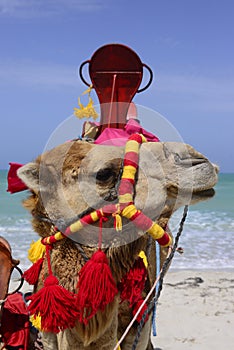 Camel Muzzle, Colorful harness, Flamingos Island Beach, Mediterranean Sea