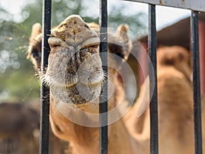 Camel in National Research Centre on Camel. Bikaner. India