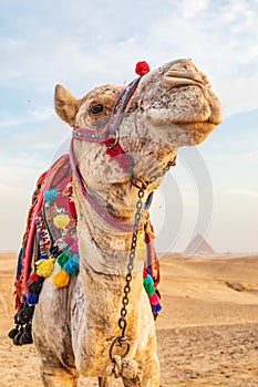 Camel near the great Giza pyramids