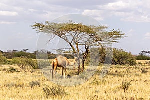 Camel near Marsabit town, Ken
